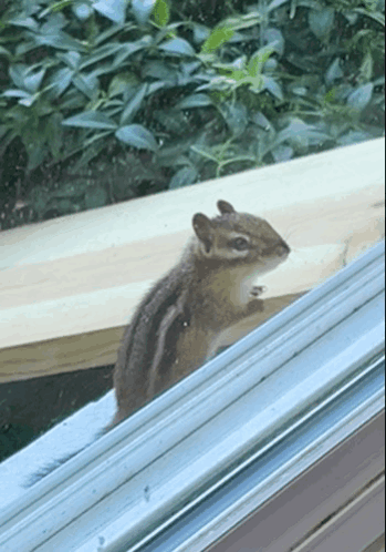 Chipmunks On The Roof GIF
