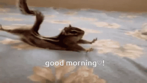 Chipmunks Sliding On The Bed GIF