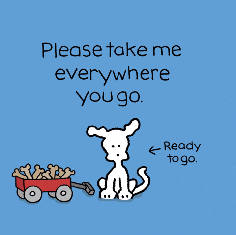 Chippy The Dog Ready To Go GIF