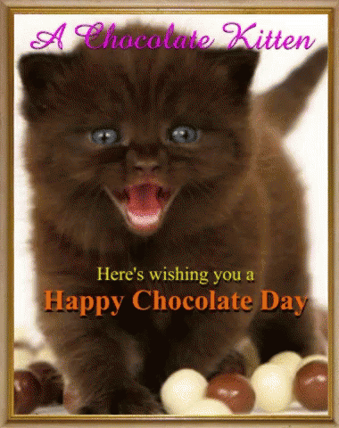 Chocolate Kitten Happy Chocolate Day