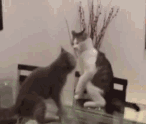 Choking Wrestling Fight Cats GIF