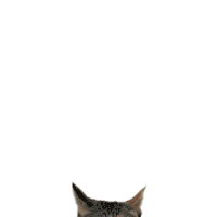 Chonk Chonky Sticker GIF