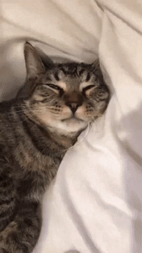 Choose Violence Cat Bite Cuddle GIF