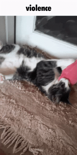 Choose Violence Cat Toy Play GIF