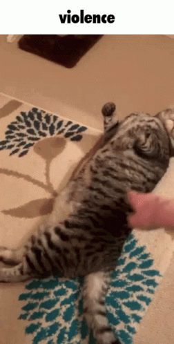 Choose Violence Cute Cat Bite GIF