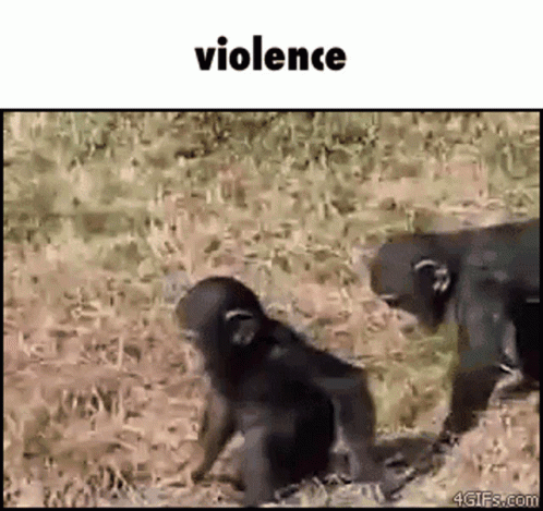 Choose Violence Monkey Gorilla GIF
