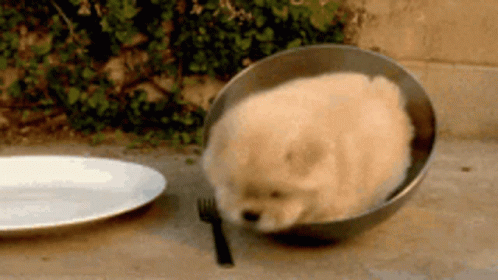 Chow Chow Cute Puppy Dogs GIF