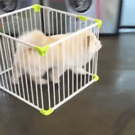 Chow Dog Pushing Cage GIF