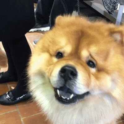 Chow Dog Sad Face GIF