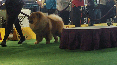 Chow Dog Show GIF