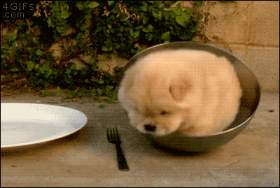 Chow Dog Stuck In Bowl GIF