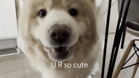 Chow You Are So Cute GIF