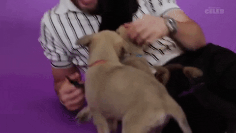 Chris Evans Awww Puppies GIF