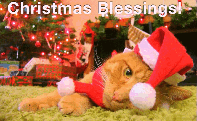 Christmas Blessings From Tired Santa Cat GIF