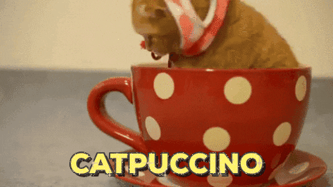 Christmas Cat In Cappuccino GIF