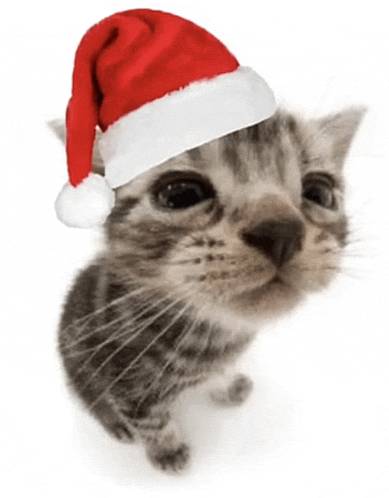Christmas Cat Meme GIF