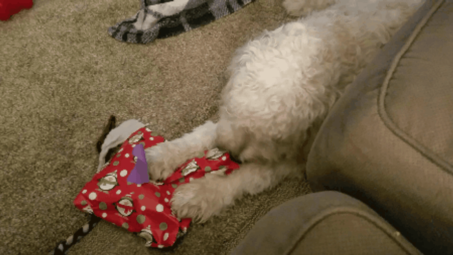 Christmas Dog Opening His Gift GIF