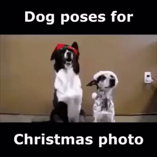 Christmas Dog Poses For Christmas Photo GIF