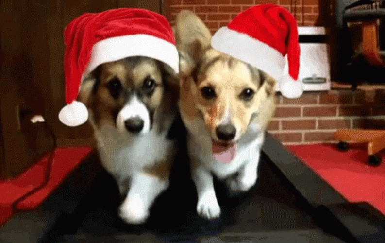 Christmas Dogs Santa Hat Treadmill GIF