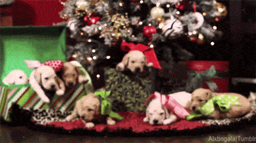 Christmas Dogs Under Christmas Tree GIF