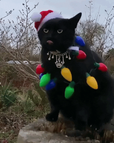 Christmas Lights Around A Cat GIF