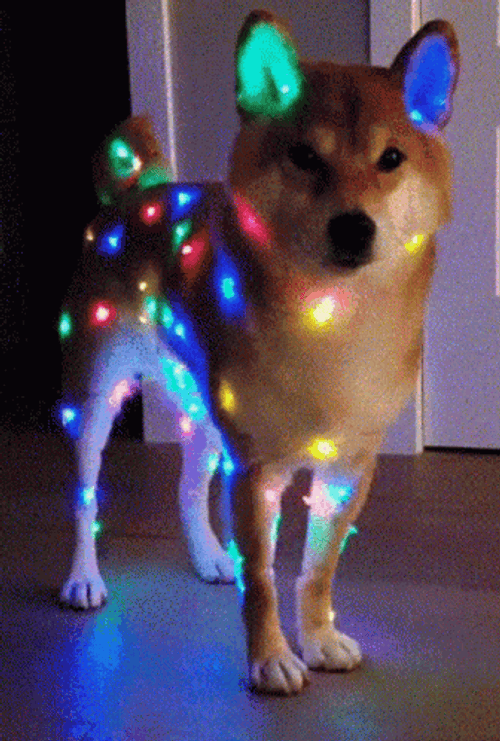 Christmas Lights Christmas Dog Shiba GIF