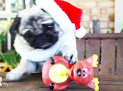 Christmas Santa Pug GIF