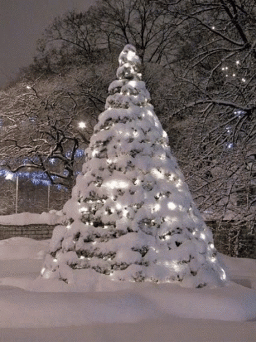 Christmas Tree For Winter GIF