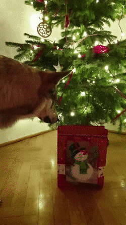 Christmas Tree Gift Dog Fail GIF