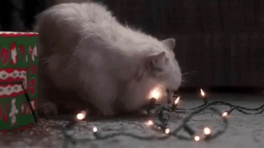 Christmas Vacation Angora Cat GIF