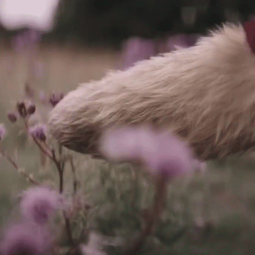 Christopher Robin Flower Field GIF