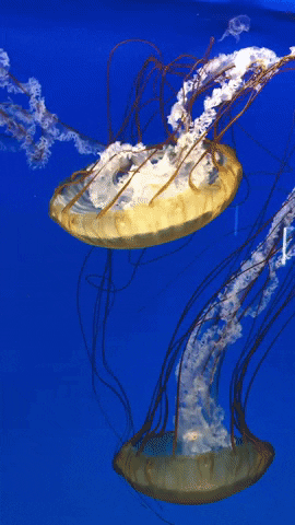 Chrysaora Fuscescens Jellyfish GIF