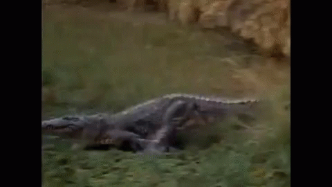 Chubbs Happy Gilmore Alligator Attacks Python GIF