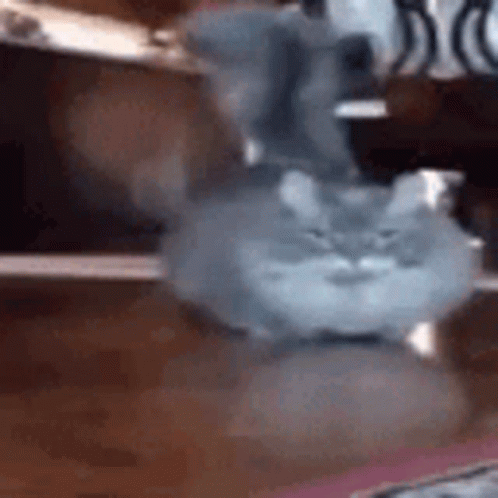 Chubby Cat Running GIF