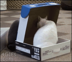 Chubby Cats Box Fight GIF
