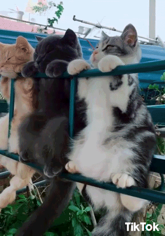 Chubby Cats Chilling Hanging GIF