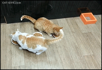 Chubby Cats Eating Prank GIF