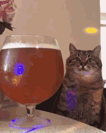Chubby Cute Cat Giant Beer GIF
