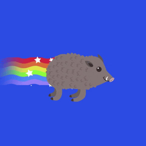 Chubby Pig Flies Rainbow Trail GIF