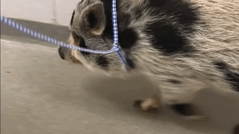 Chubby Pig Walking Fast With Rope In Neck GIF
