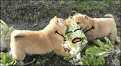 Chubby Puppies Eating Cabbage GIF