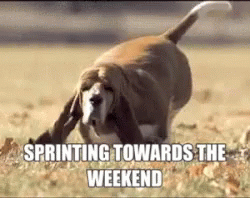 Chubby Puppy Sprinting Long Weekend GIF