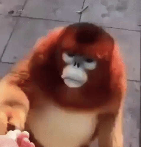 Chubby Red Monkey High Speed Meme GIF