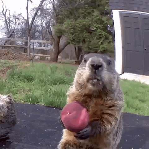 Chunk The Groundhog Funny Animal GIF