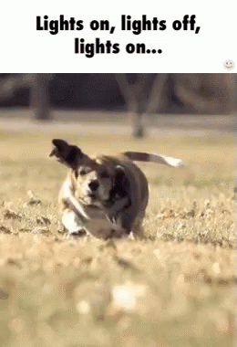 Chunky Beagle On The Fields GIF