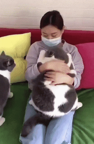 Chunky Cat Getting Cuddles GIF