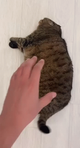 Chunky Cat Got So Much Tickles GIF
