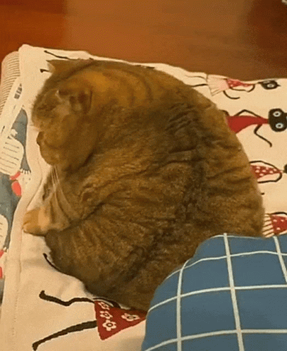Chunky Cat In A Bad Mood GIF