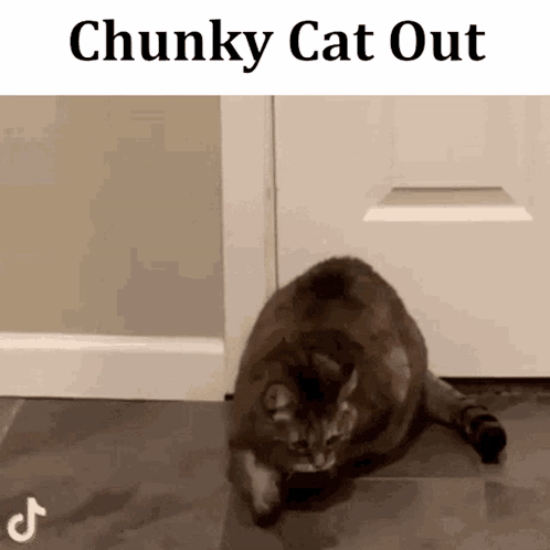 Chunky Cat Laying in Front of Door Saying Chunky Cat Out