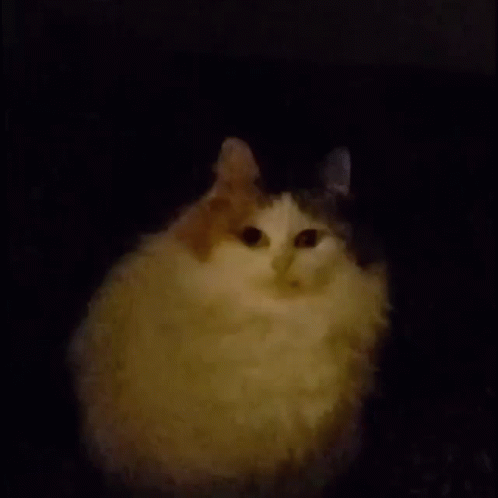 Chunky Cat On The Dark GIF